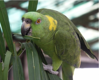 Puntarenas Parrot